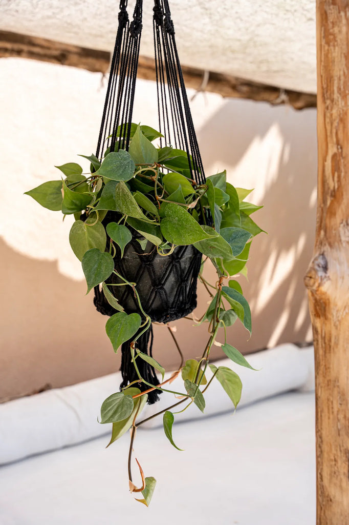 The Macrame Plant Hanger - Black - L